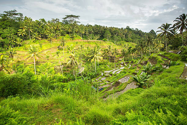 istock Green rice field at Sunny day. 523400750