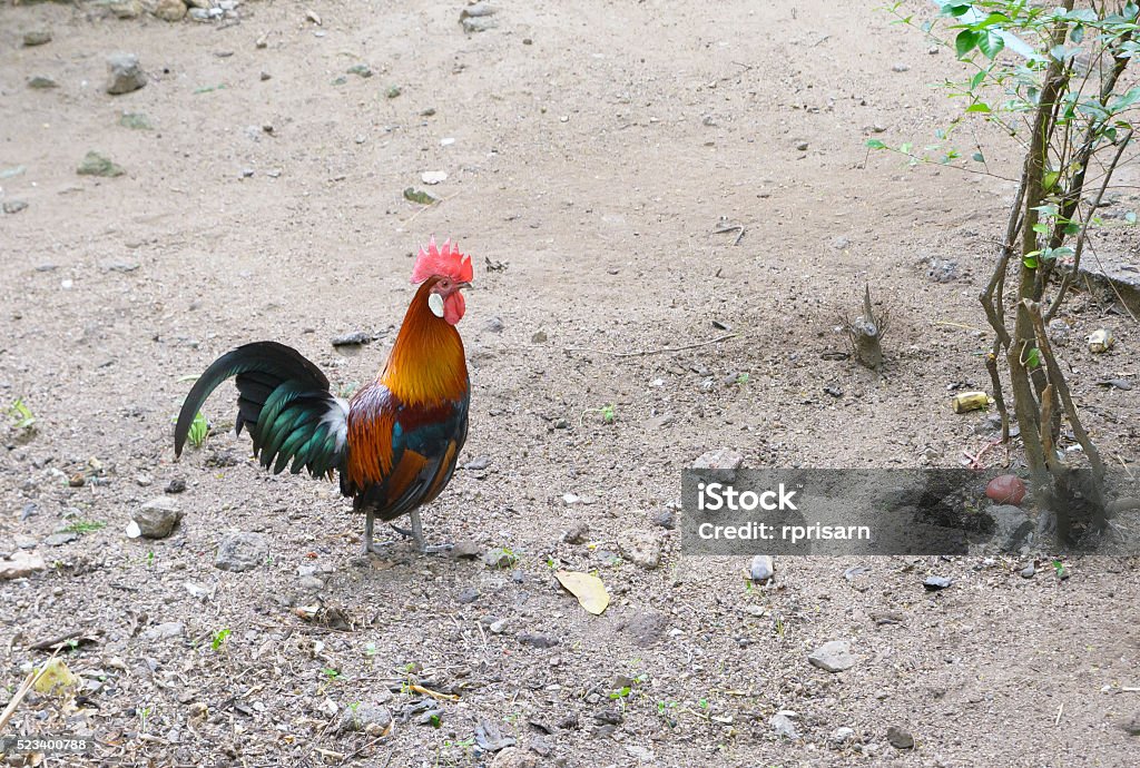 Colorful pheasant on ground Animal Stock Photo