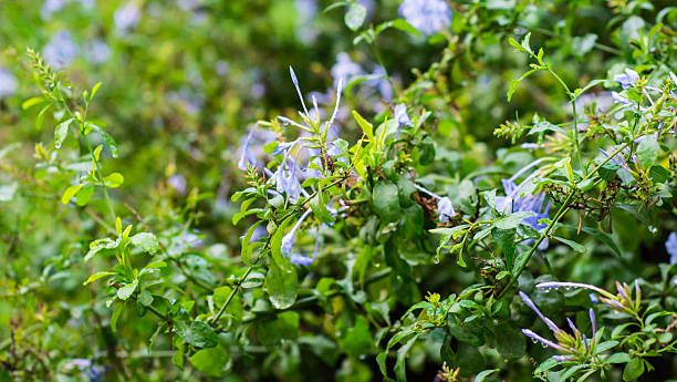 Plants with small flowers #2 stock photo