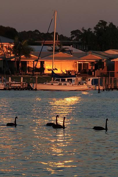 Black swans drifting on a lake at sunrise