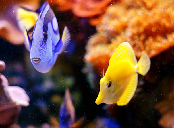 istock Yellow Tangs and Blue Tang Fish Tropical Fish 523402244