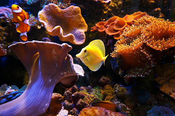 istock Yellow Tang and Clownfish 523402550