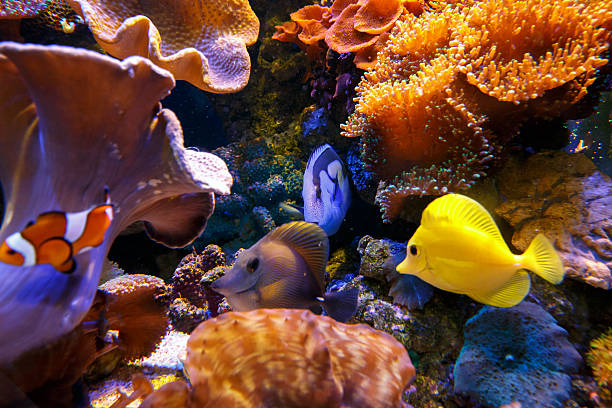 istock Tropical Fishes 523402636