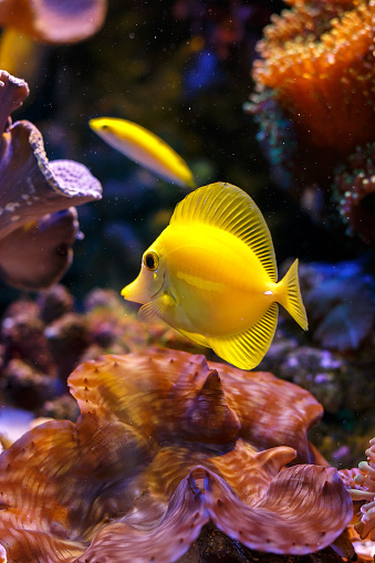 The yellow tang is a saltwater fish species of the family Acanthuridae. It is one of the most popular marine aquarium fish. It is bright yellow in color, and it lives in reefs. The yellow tang spawn around a full moon. The yellow tang eats algae.