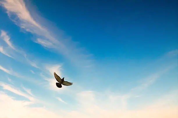 Pigeon flying in the blue sky