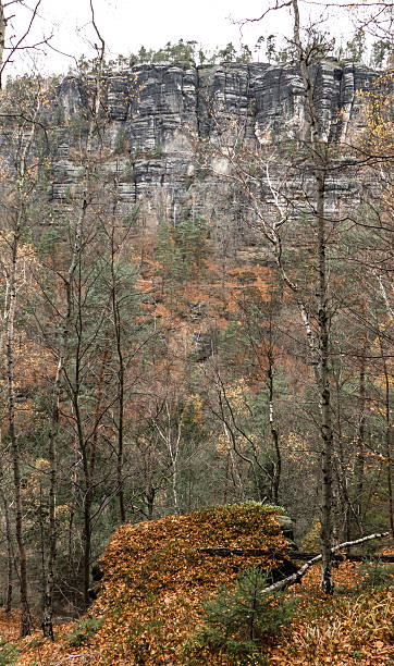 istock Forest in Czech switzerland 523405344
