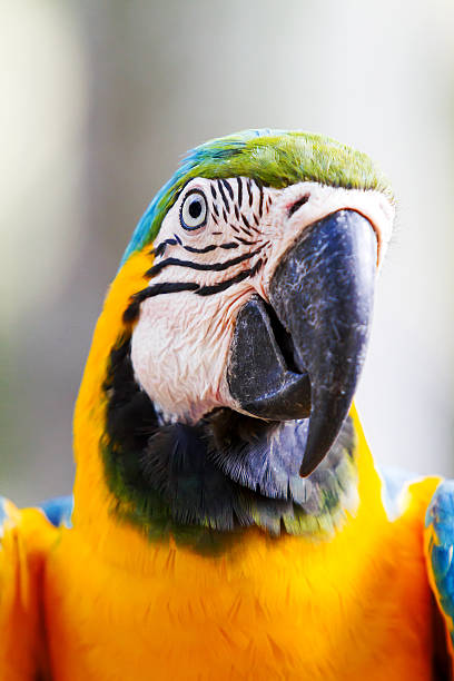istock Blue-and-yellow macaw (Ara ararauna), big clever bright parrot. 523405572