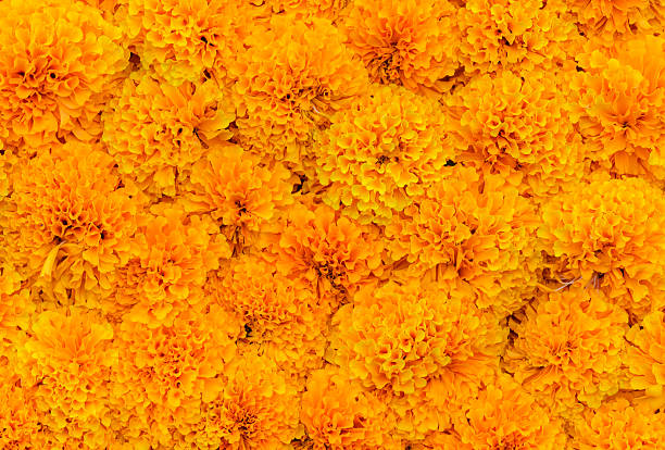 istock Orange Marigold flower background 523406290