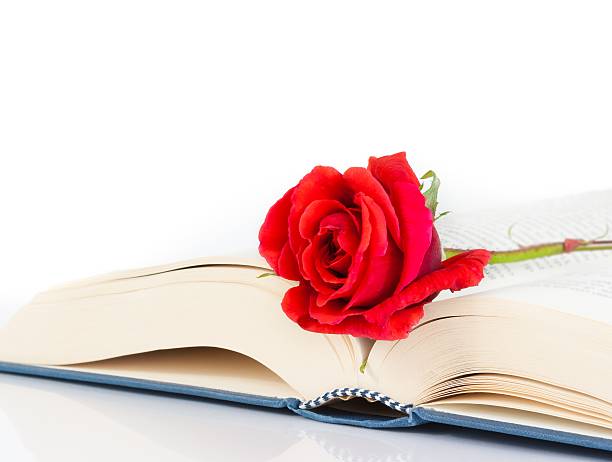 istock red rose on the book on white background 523406954