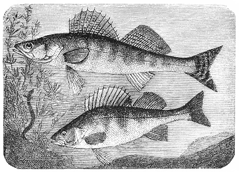 Antique illustration of Zander (Sander lucioperca) and European perch (Perca fluviatilis)