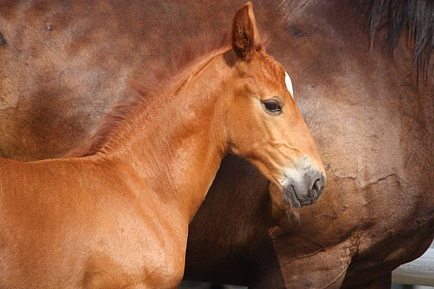 istock Beautiful chestnut foal portrait in summer 523409811