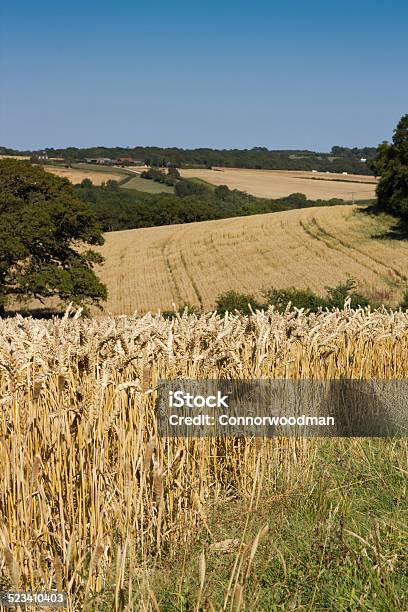 Wheat Field Blue Sky Stock Photo - Download Image Now - Agricultural Field, Agriculture, Barley