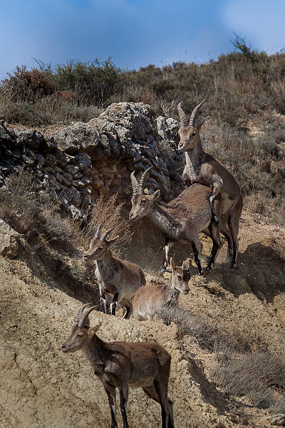 istock Family of goats 523410497