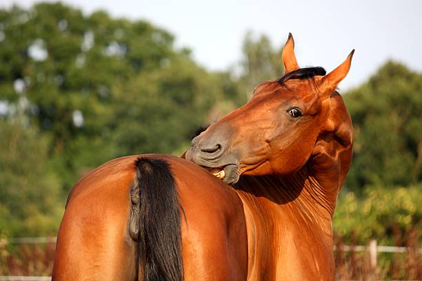 cavallo marrone sul pascolo graffiare se stesso - cute animal purebred dog brown foto e immagini stock