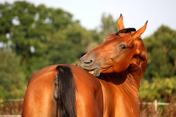 브라운 말 긁음 그자체 굴절률은 패스처 - livestock horse bay animal 뉴스 사진 이미지