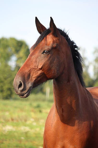 istock Beautiful bay horse portrait in summer 523411249