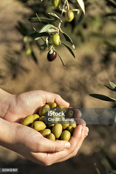 Olives Stock Photo - Download Image Now - Olive Tree, Activity, Agricultural Field