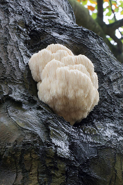 istock Rare Lion's Mane Mushroom (Hericium erinaceus) 523412443