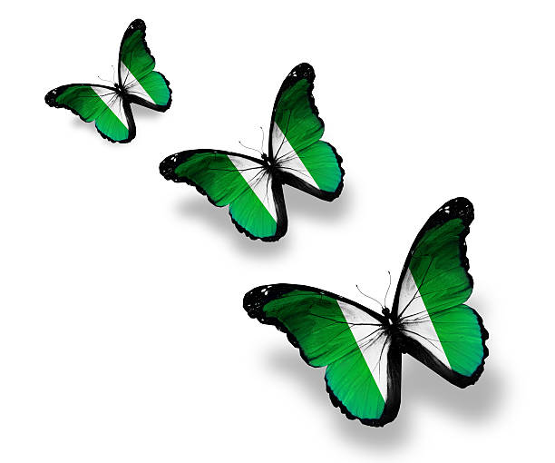 istock Three Nigeria flag butterflies, isolated on white 523413235