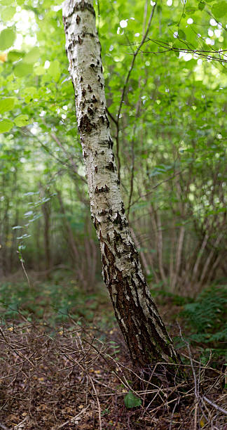 abedul troncos - birch tree tree downy birch white fotografías e imágenes de stock