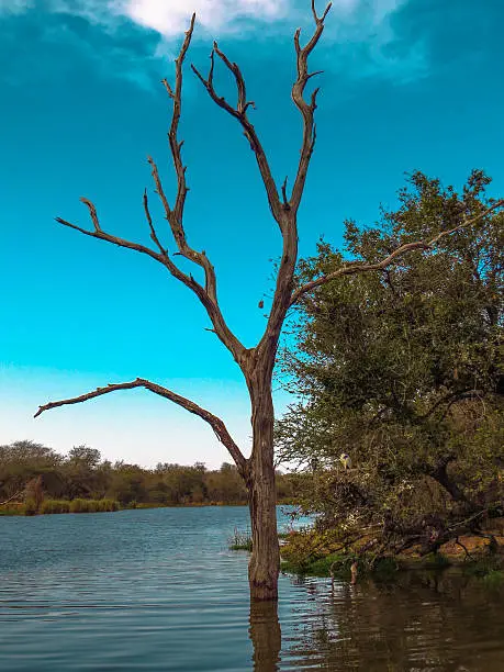 Photo is taken in Kruger National Park in South Africa, at Lake-Panic , home of hippos and loads of weavers. The Dead tree triggered my eye in its beauty.