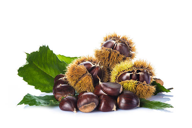 Chestnuts with leaves and burrs isolated on a white background