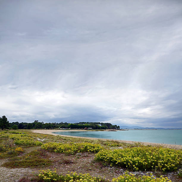 istock yellow flowers on the coast 523415371
