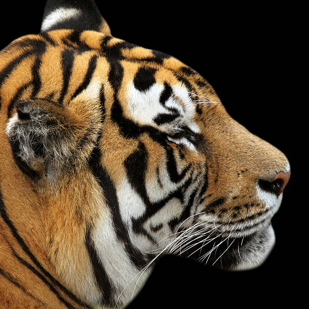 istock tiger portrait on black background 523415901