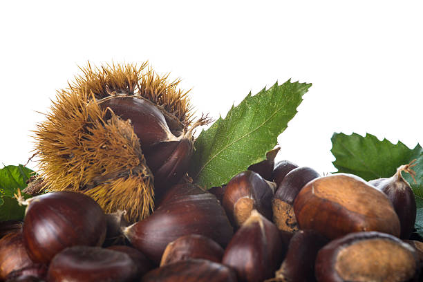 istock Chestnuts with leaves and burrs isolated on a white background 523415941