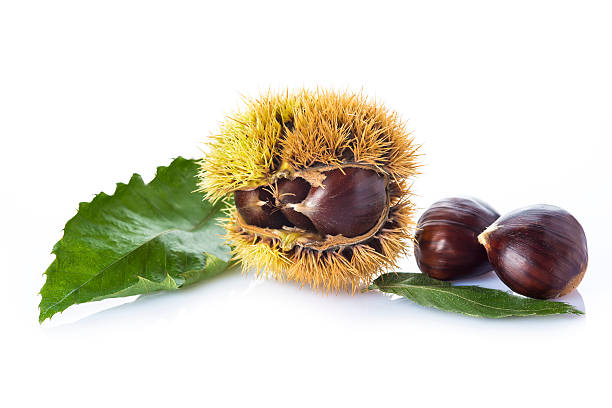 Chestnuts with leaves and burrs isolated on a white background stock photo