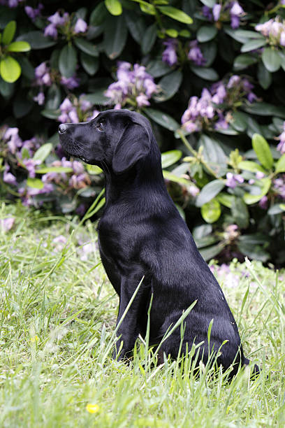 istock Black Labrador Retriever puppy 523416319