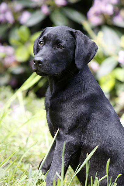 istock Black Labrador Retriever puppy 523416559