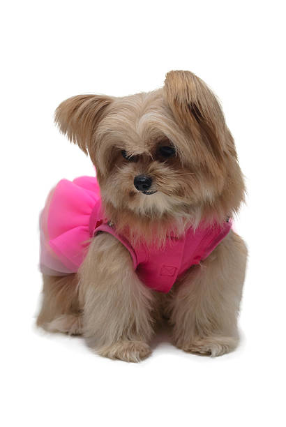 istock Fancy Dog in Pink Dress 523416713