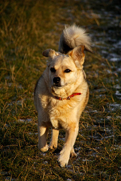 cão de corrida - hellbraun imagens e fotografias de stock