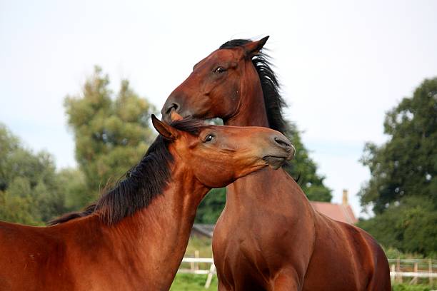 istock Two brown horses fighting in the herd 523428073