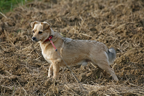 Mixed breed dog in straw