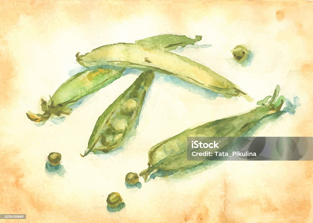 Sweet pea Vector watercolor image, depicting four sweet peas. Agriculture stock vector