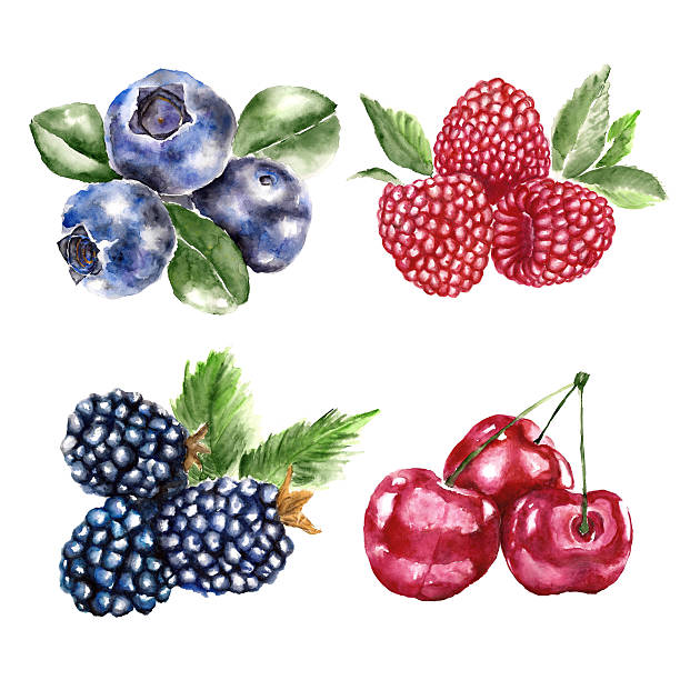 Watercolor set with berry