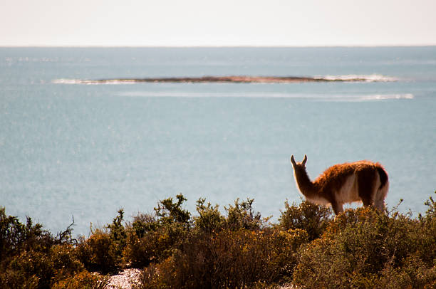 istock guanaco in tombo tip, patagonia 523432337