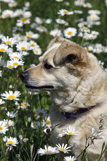 Mixed-Breed Dog sitting in daisies meadow
