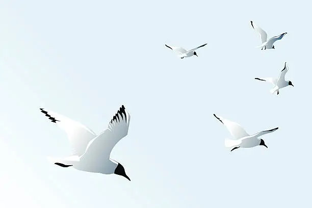 Vector illustration of seagulls