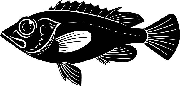 ilustrações de stock, clip art, desenhos animados e ícones de perca-do-mar vector - fish prepared fish fishing bass