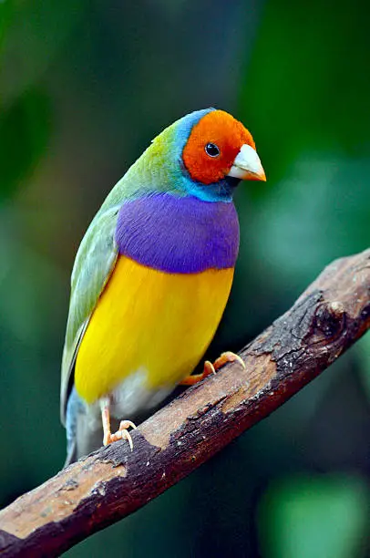 Colorful gouldian finch sitting on branch