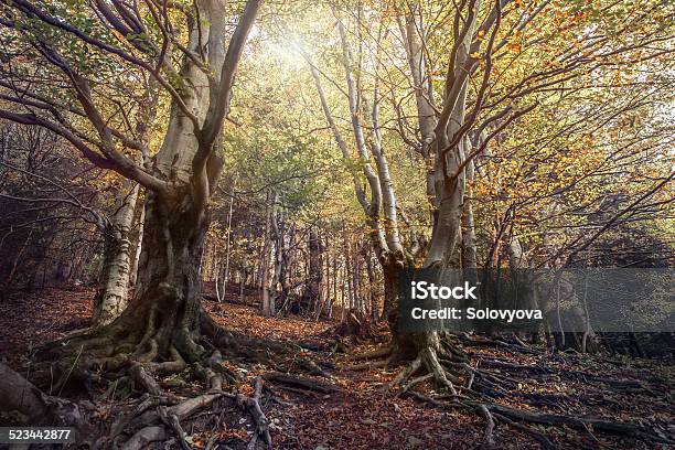Curved Tree In The Autumn Forest Stock Photo - Download Image Now - Autumn, Backgrounds, Branch - Plant Part