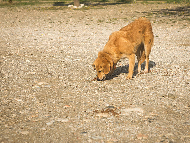 istock Cats and dogs 523443481