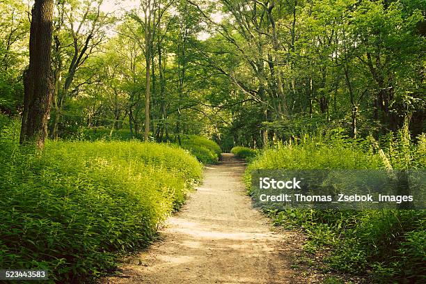 Road In Summer Forest Stock Photo - Download Image Now - Awe, Botany, Bright