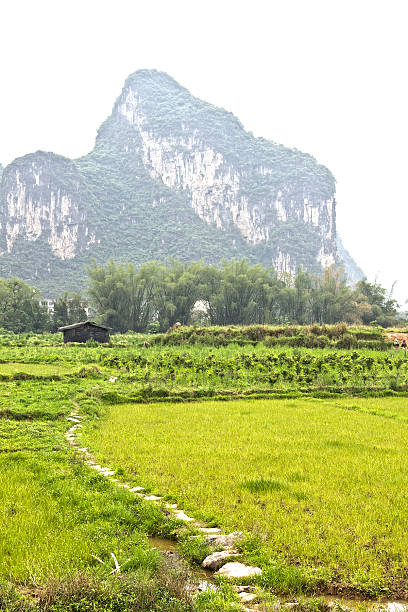 istock Chinese rice plantation 523444913