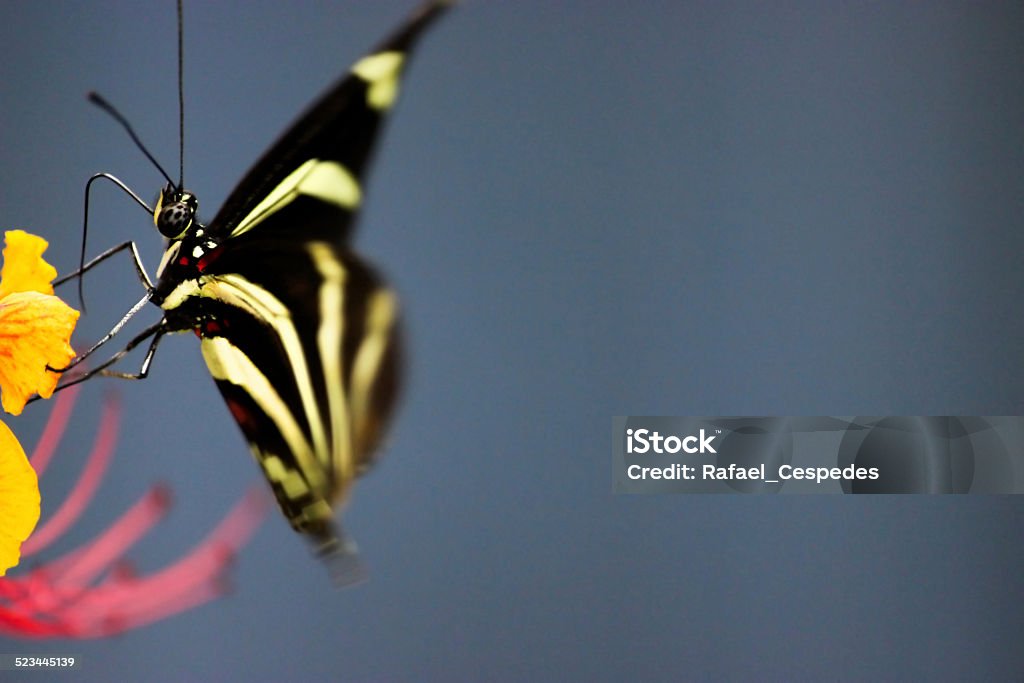 Butterfly 2# Dark yellow Butterfly Animal Stock Photo