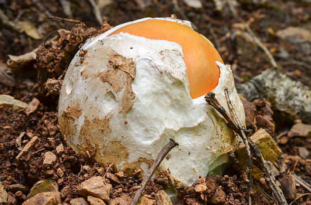 Young Amanita caesarea Very young, still egg-shaped, edible, delicious and nutritive  Amanita caesarea or Caesar's mushroom in natural habitat amanita caesarea stock pictures, royalty-free photos & images