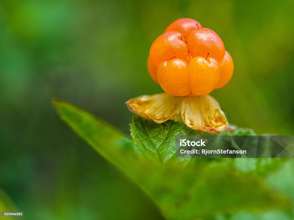 Ripe berry cloudberry is growing in the swamp. Cloudberry Stock Photo